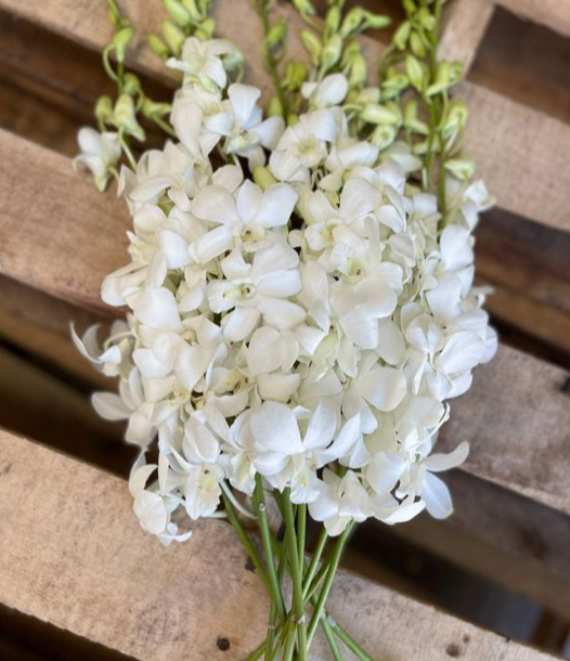 Orchid Package