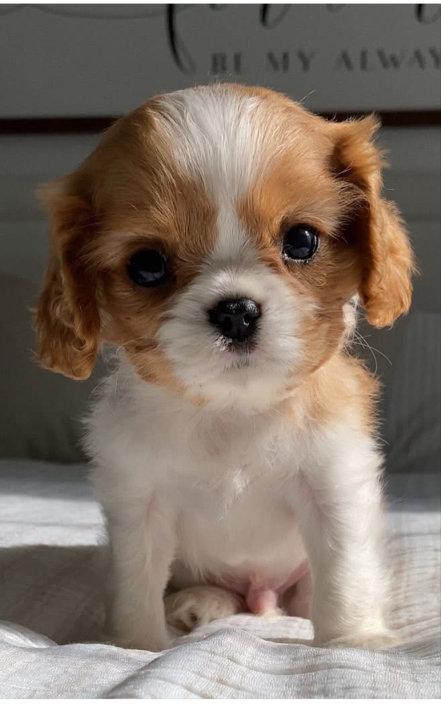 Animal Emotion Code Body Code