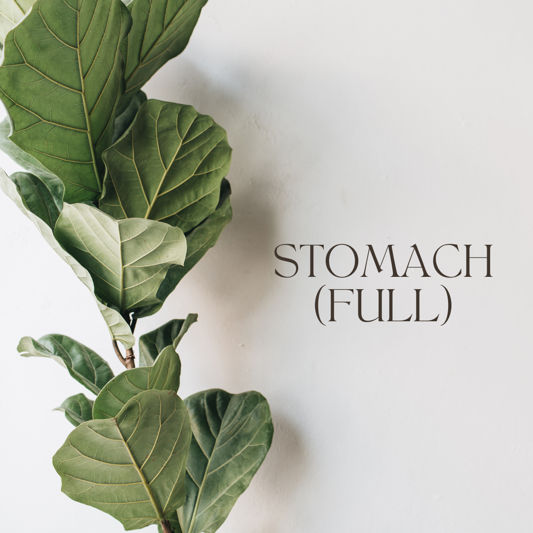 Stomach (Full)