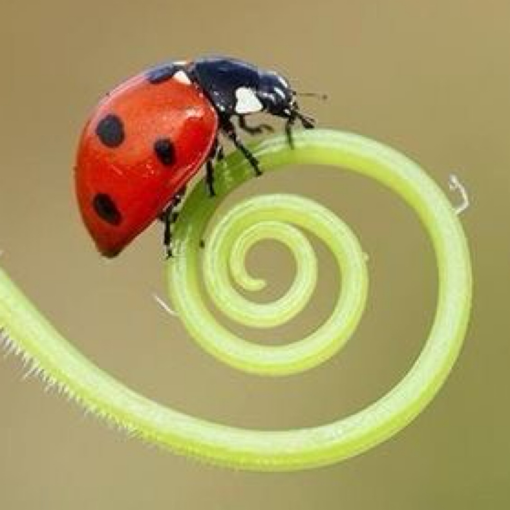 lady bug hair 🐞 at Ladybug Cuts in Granada Hills, CA