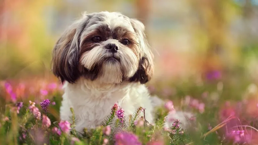 Shih Tzu Bath