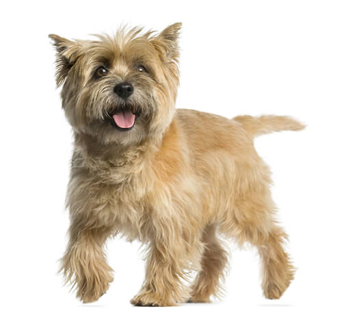 Cairn Terrier Bath