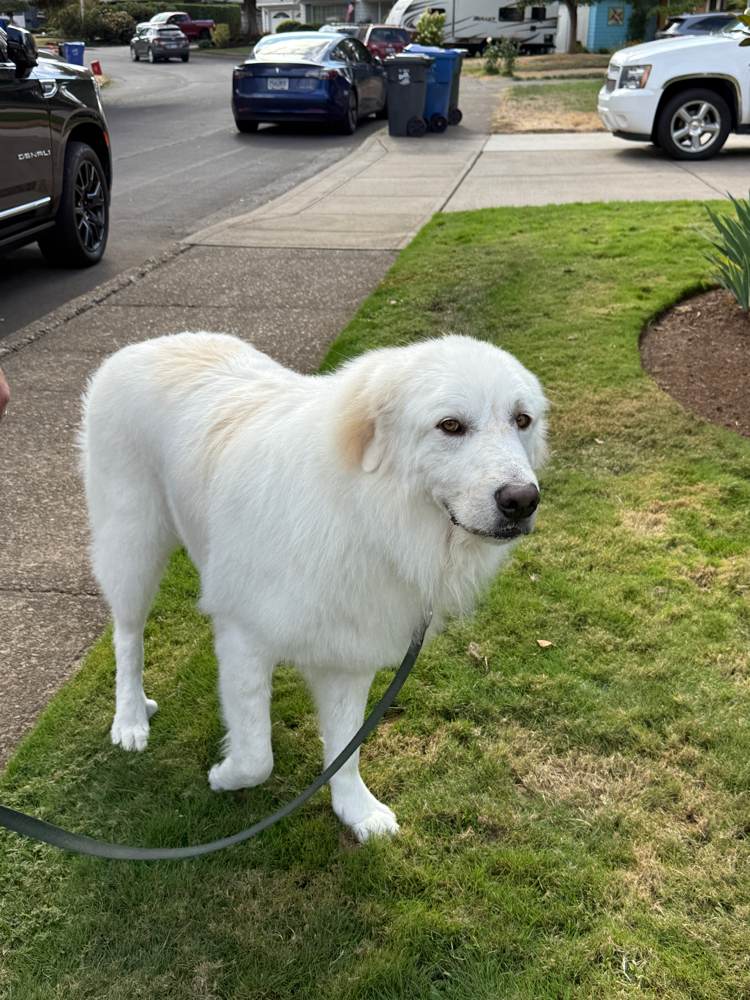 Sir Remington Flash Sale