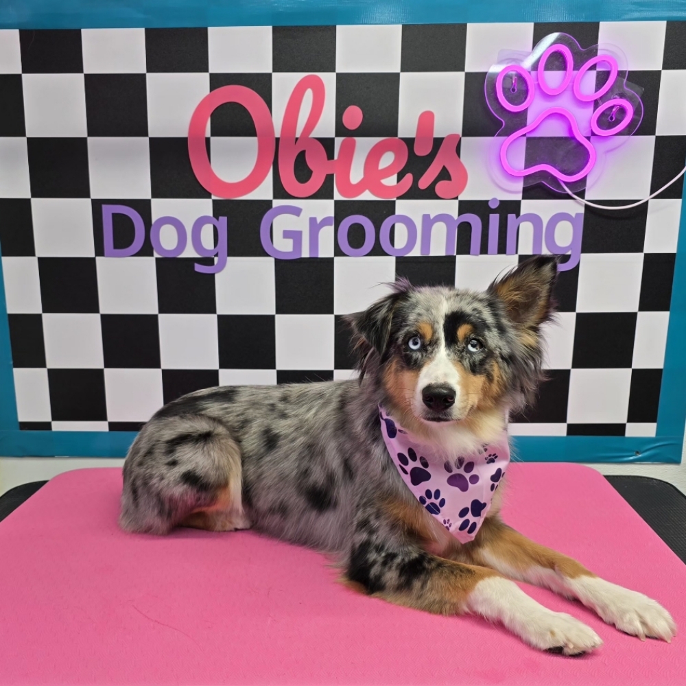 Tidy Up Trim (21-80 lbs) at Obie's Dog Grooming in Monahans, TX