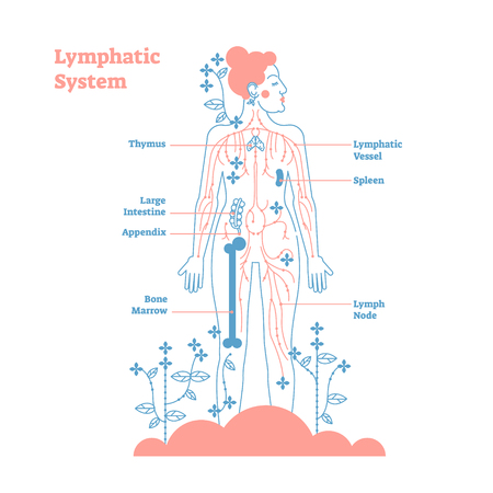 Lymphatic Drainage Massage at ELM Aesthetics and Wellness in San Antonio, TX