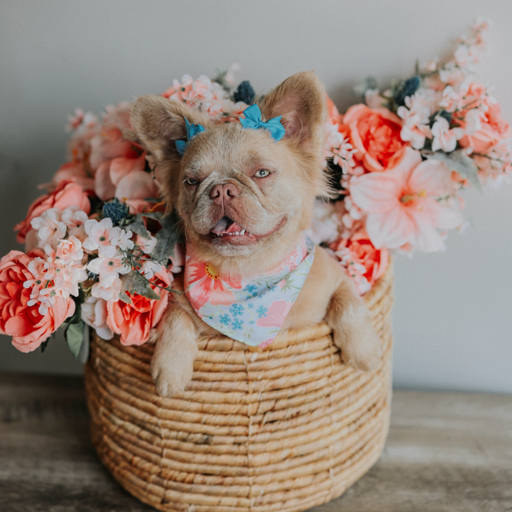 Pet Portraits