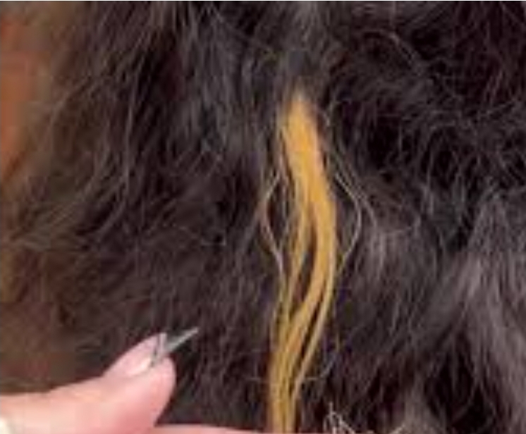 Strand Test. And Possible Tone