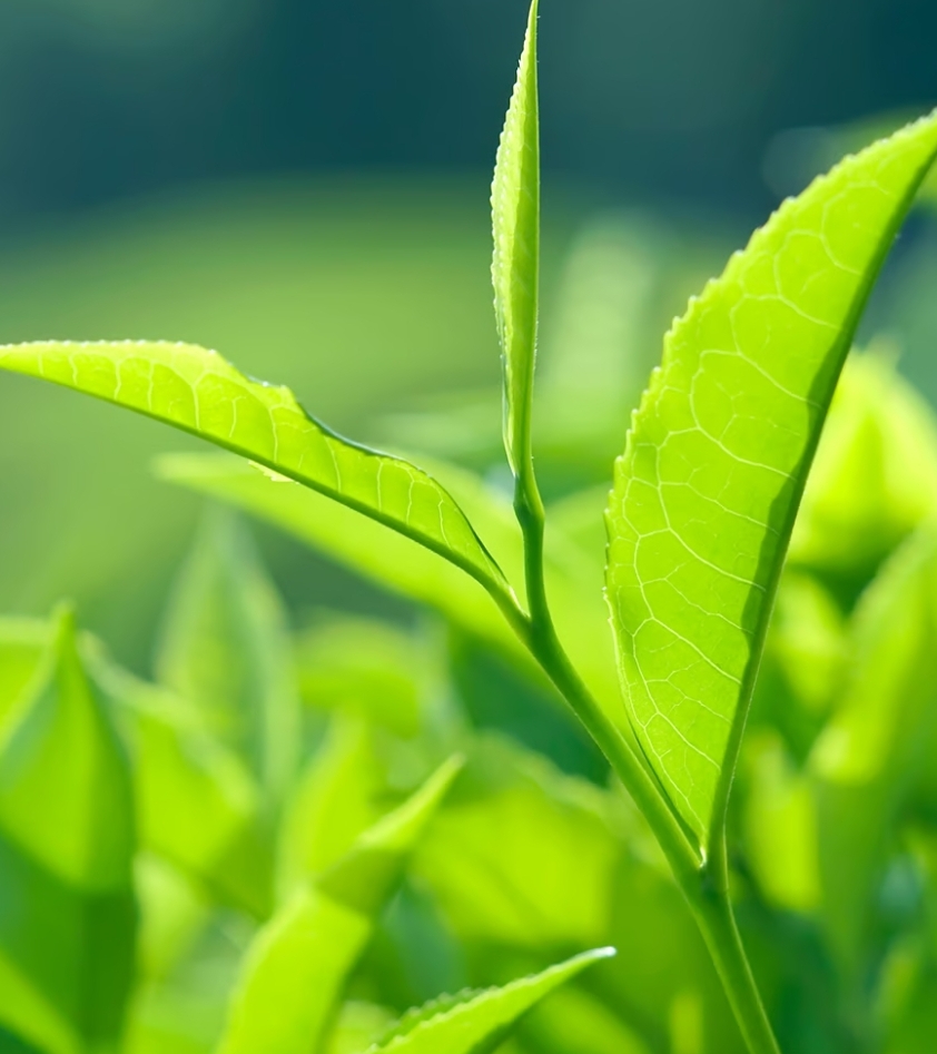 Tea Tree Scalp Treatment