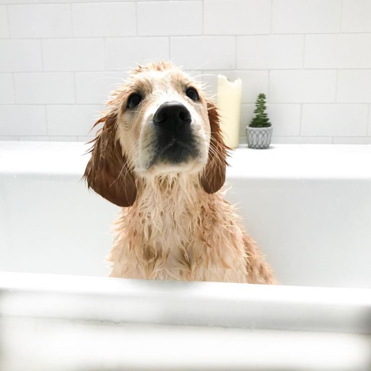 Med Dog Bath (up to 45lbs) at Pitzers Paws Grooming in live oak, FL