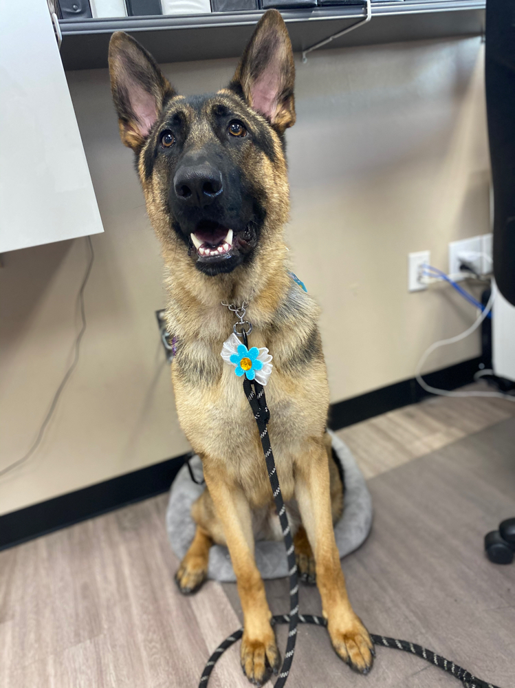 Bath & Brush {60-90lbs}