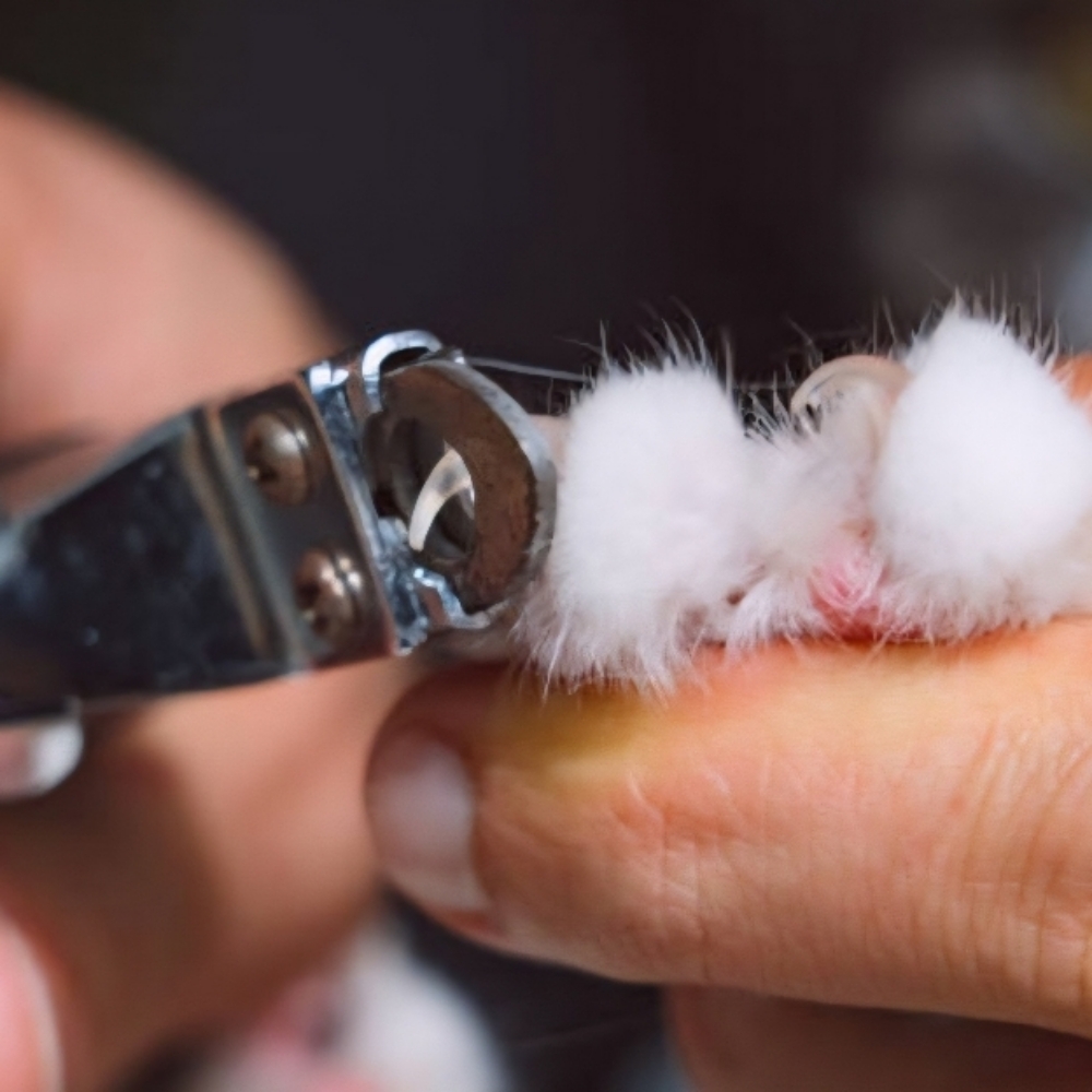 Cat Nail Trimming at The Dog Mom Pet Services in Lusby, MD
