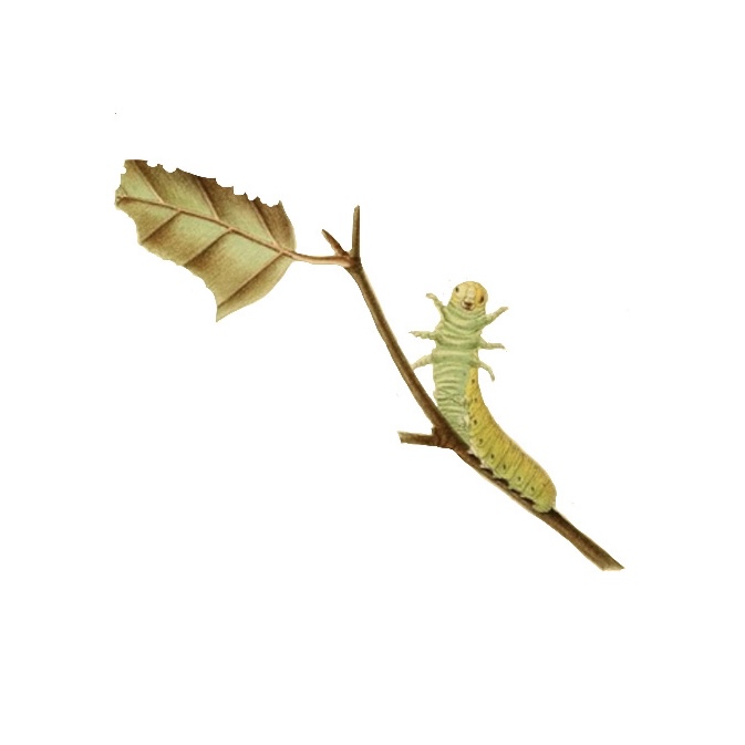 Color Lil Guy