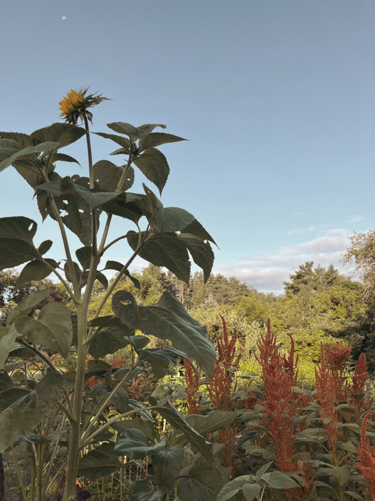 Partial Highlight at Jordan Eliza in Benton, ME