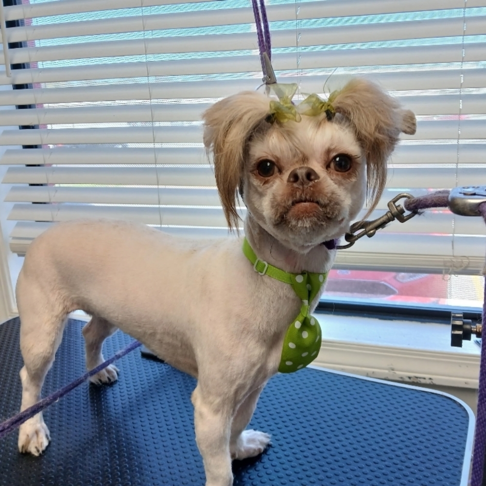 Bath Neat-Up at Glamour Grooming And Boarding in Memphis, TN