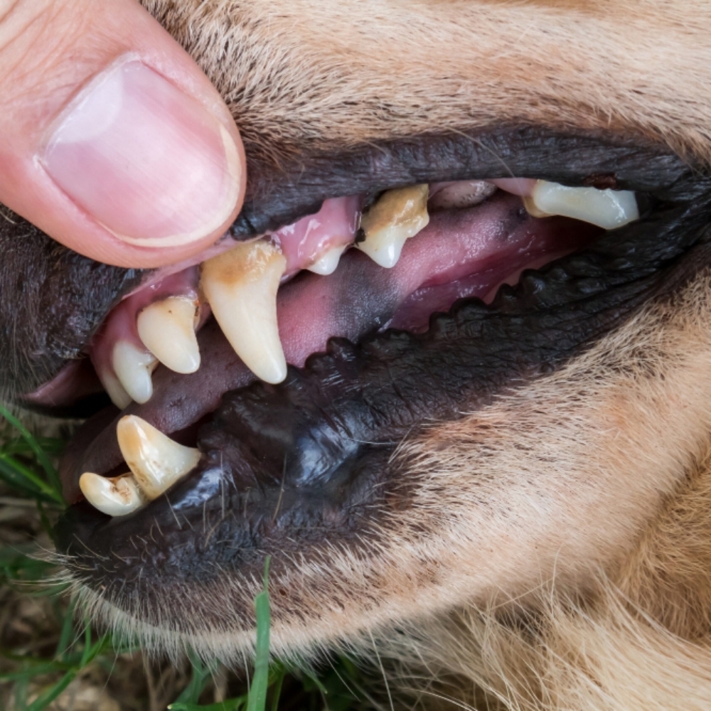 Medium Dog Regular Teeth Cleaning at Sparkling Smiles Doggy Dental Cleaning LLC in Tucson, AZ