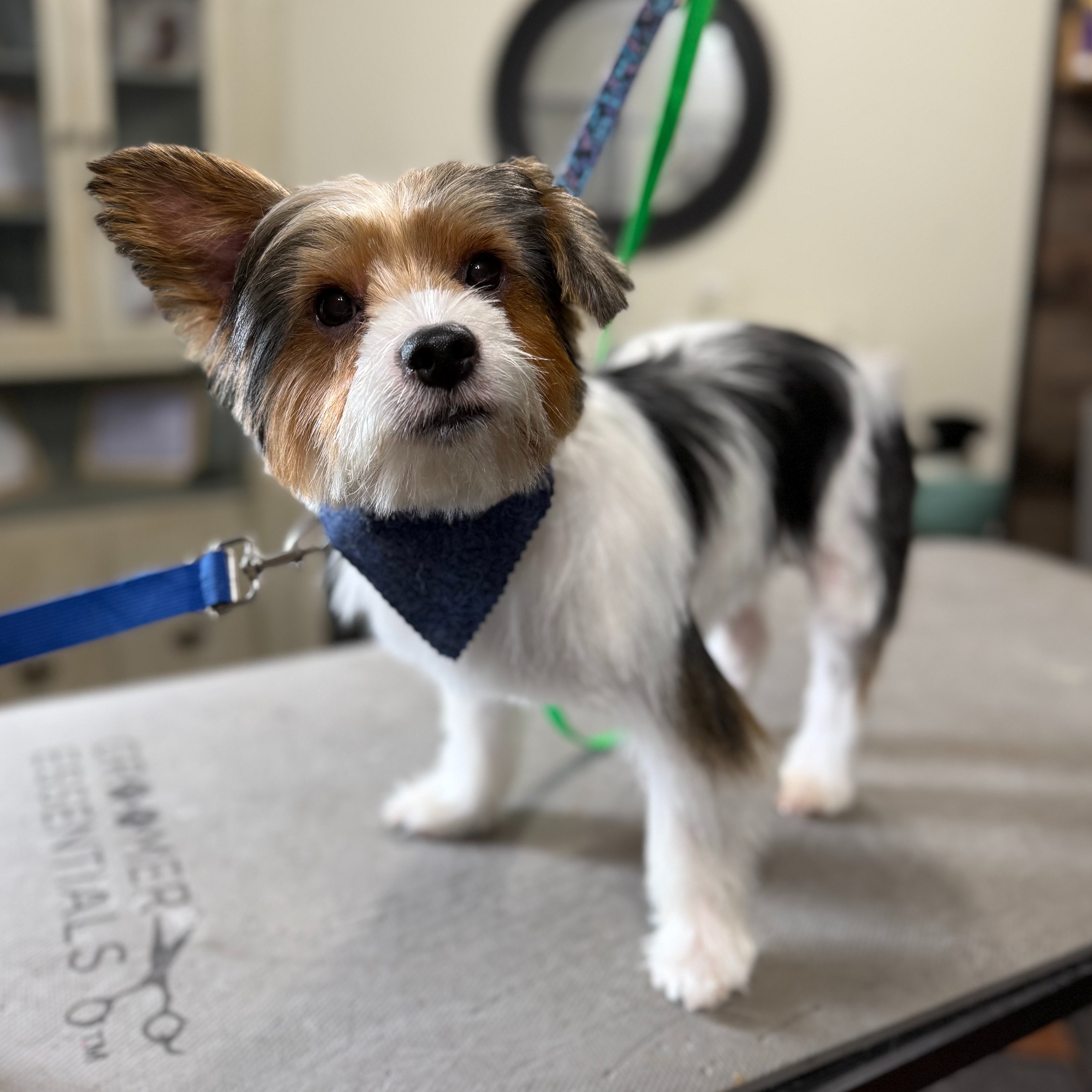 Small Haircut at Simply Pampered in Attica, IN