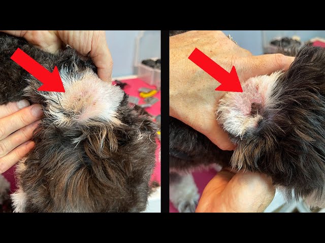 Ear/Plucking Cleaning