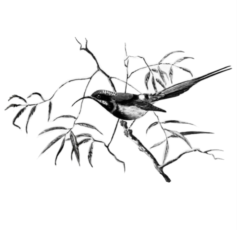 Perched Bird - 2 Sessions