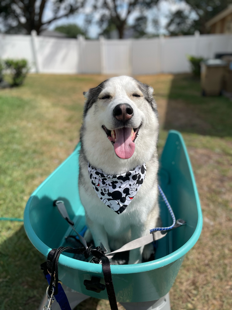 Large Dog Bath >70 Pounds