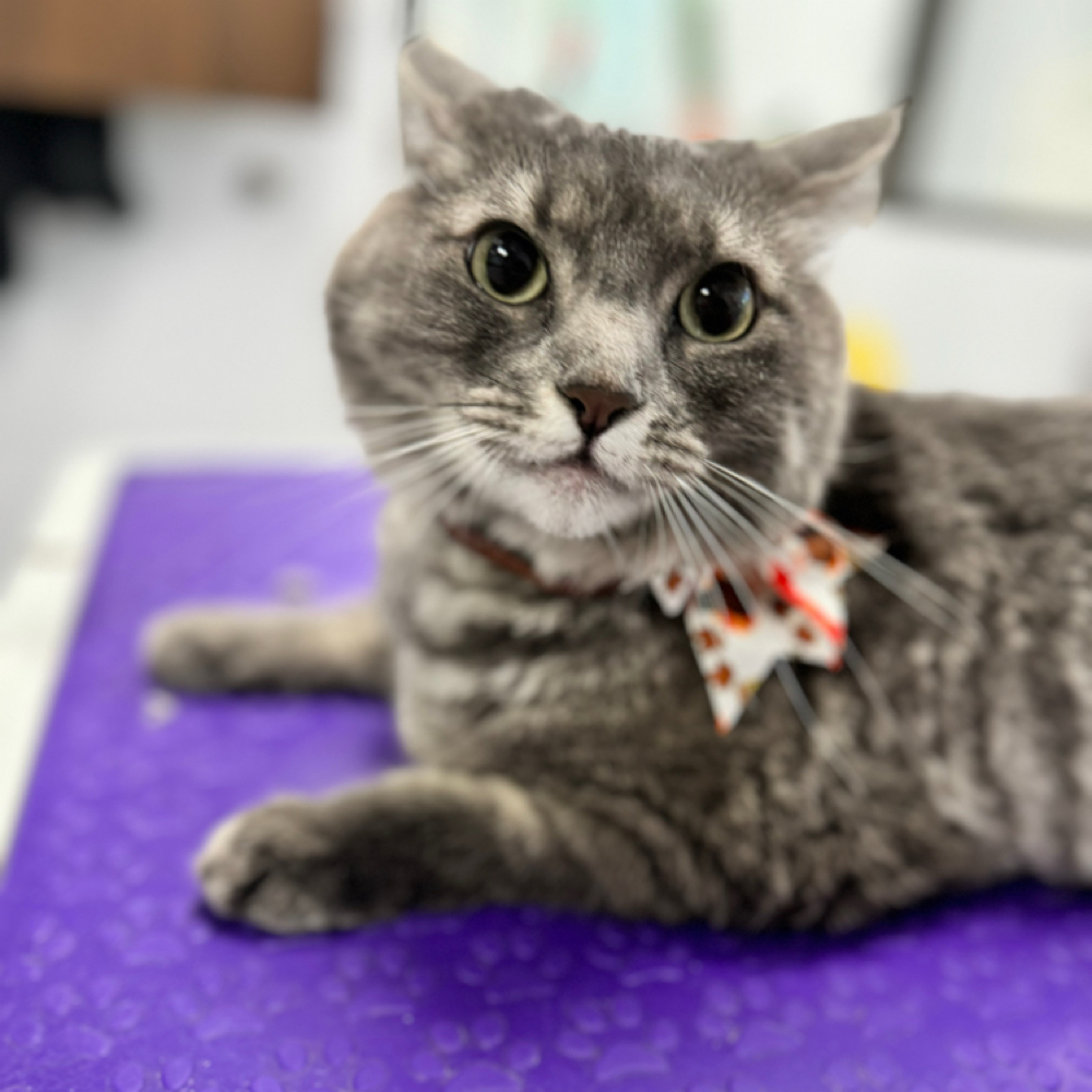 Cat Shorthair Full Makeover at Space City Grooming in Houston, TX
