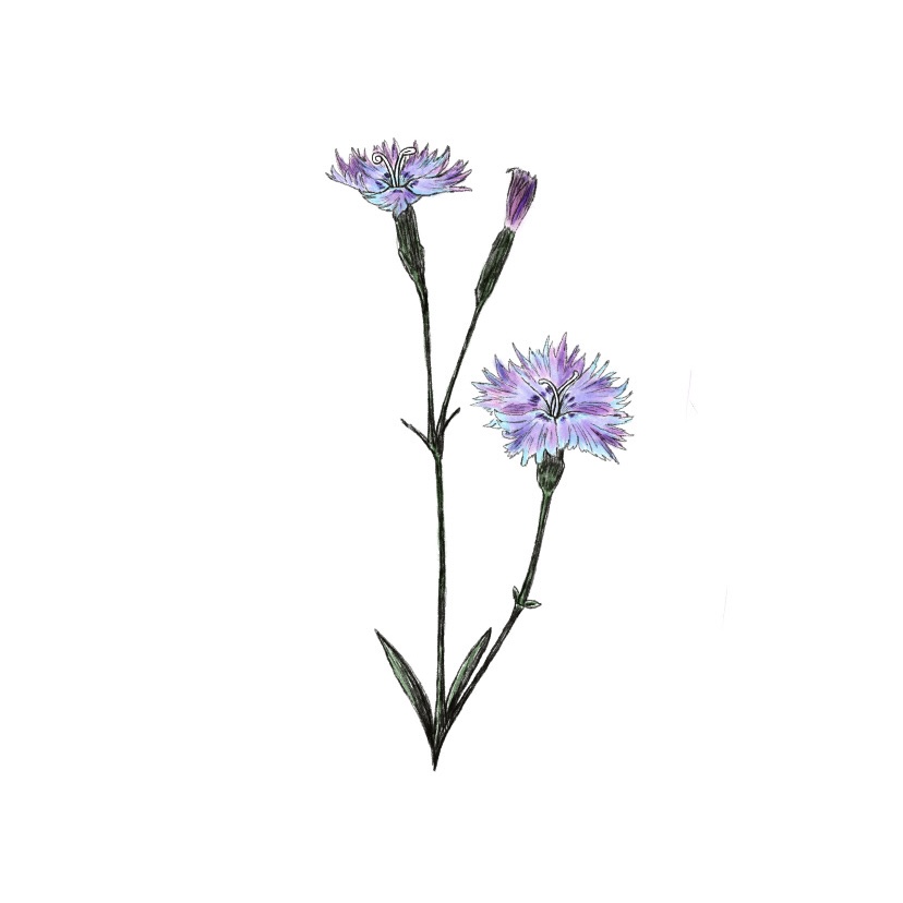 Purple Flowers