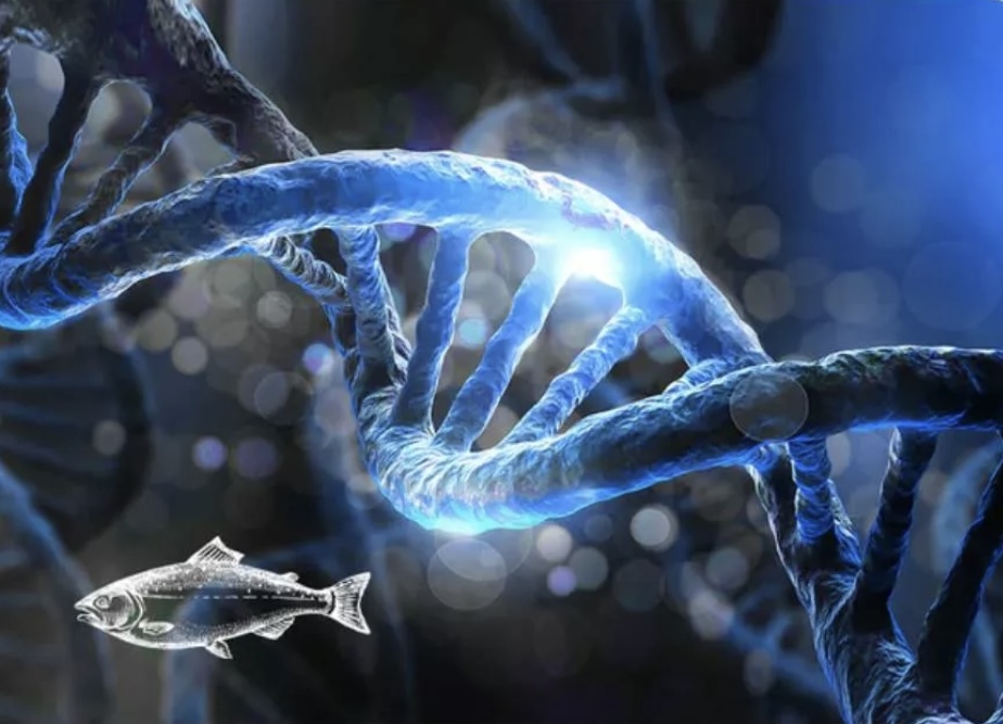 Salmon PDRN DNA Facial