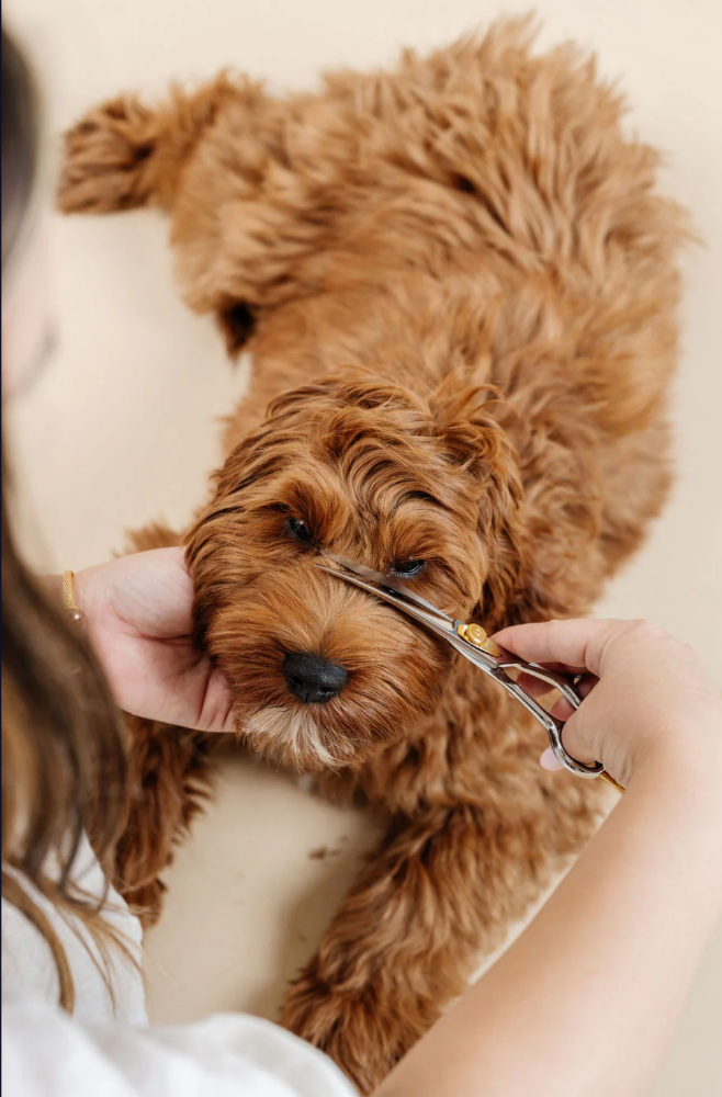 Bath Time with Haircut