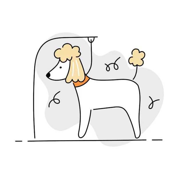 Poodle/Doodle Grooming