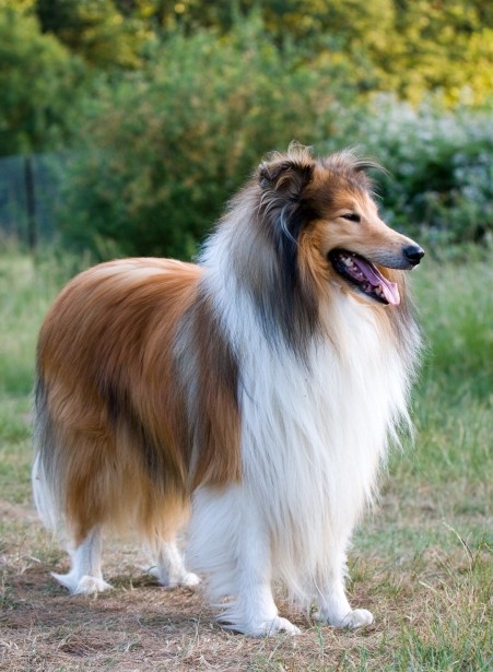 Collie Bath