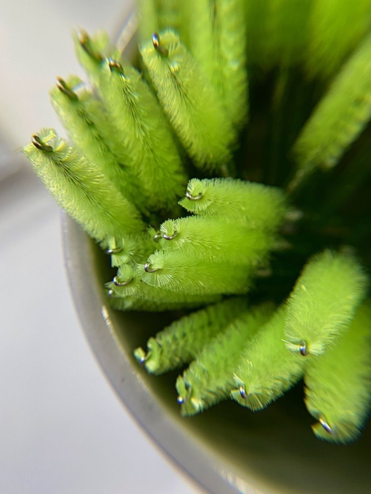 Hybrid - 4 Week Fill at Therapy Thursday Studios in Springville, UT