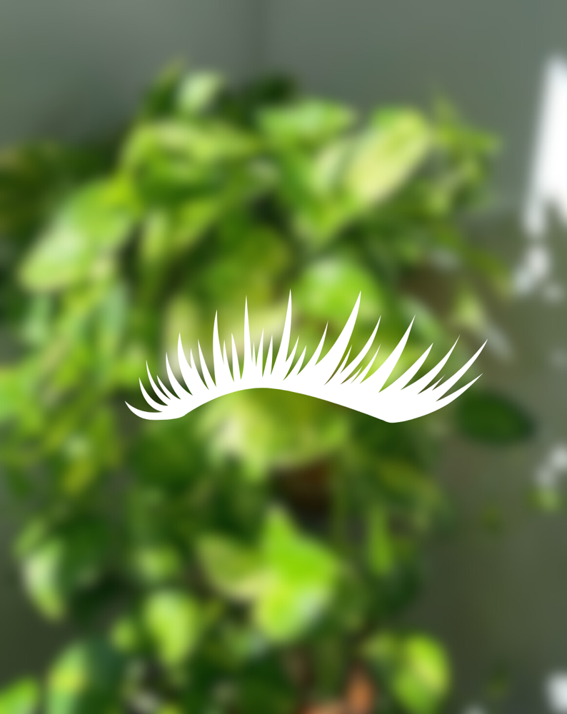 Lash Elevation at Kay’s Evolve Esthetics in Slinger, WI