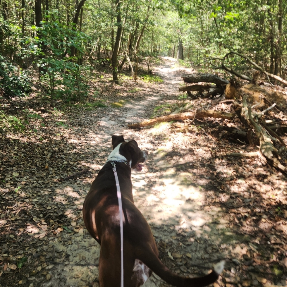 Private endurance trail Jog at The Dog Mom Pet Services in Lusby, MD