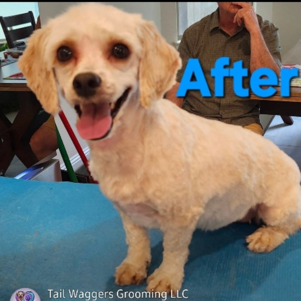 Small Dog - Curly (Poodle/Doodle) at Tail Waggers Grooming LLC in Fort Worth, TX
