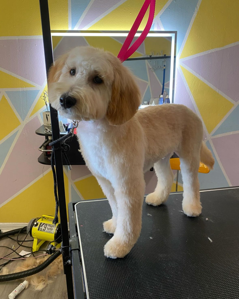 Medium Full Groom ✂️