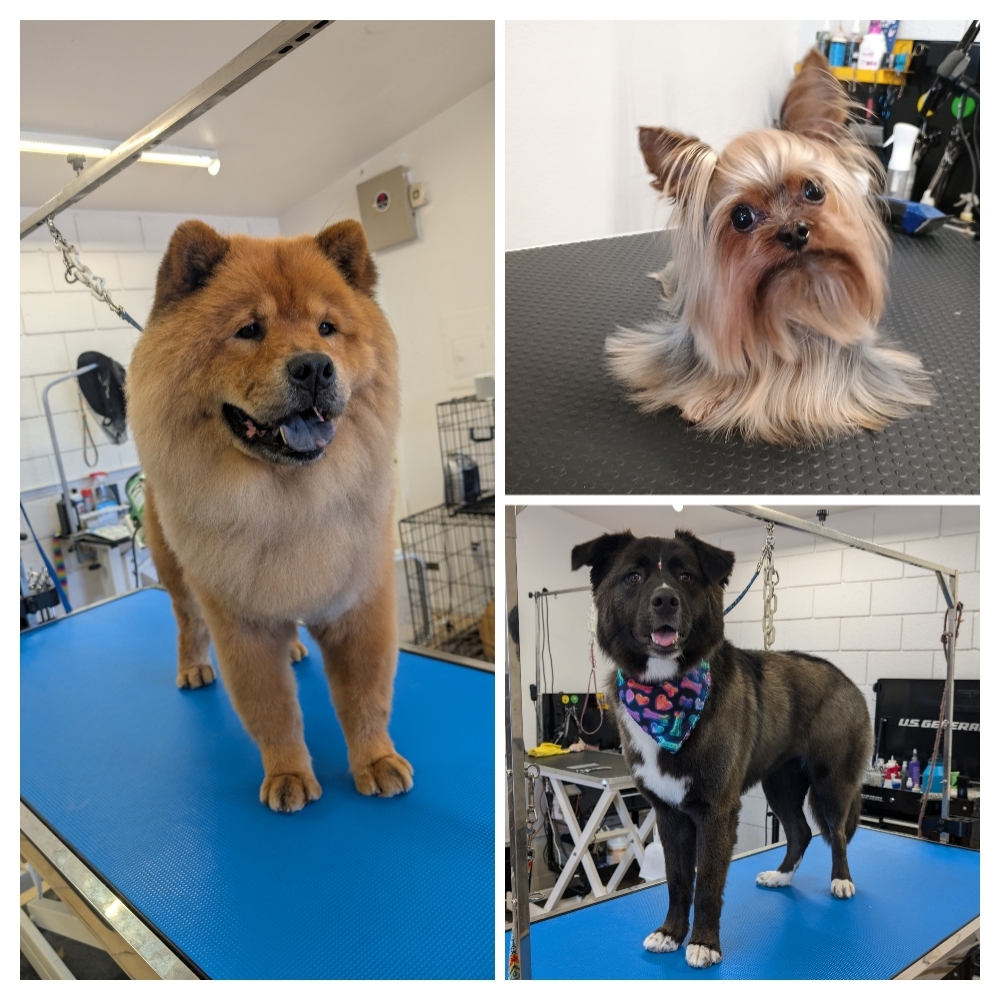 Bath & Brush at Bien Perro Dog Grooming in San Diego, CA
