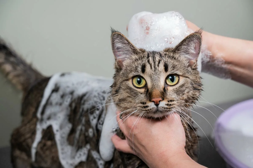 Cat Bath & Blowdry at Savannahs Animal Grooming and Boarding in Plymouth, UT
