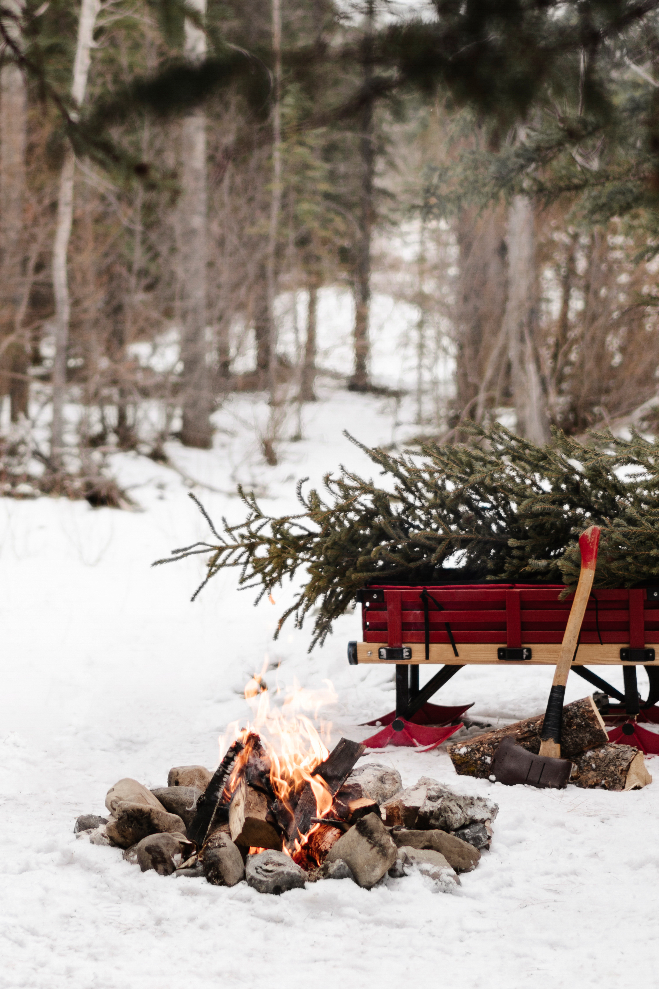 Winter Forest Facial