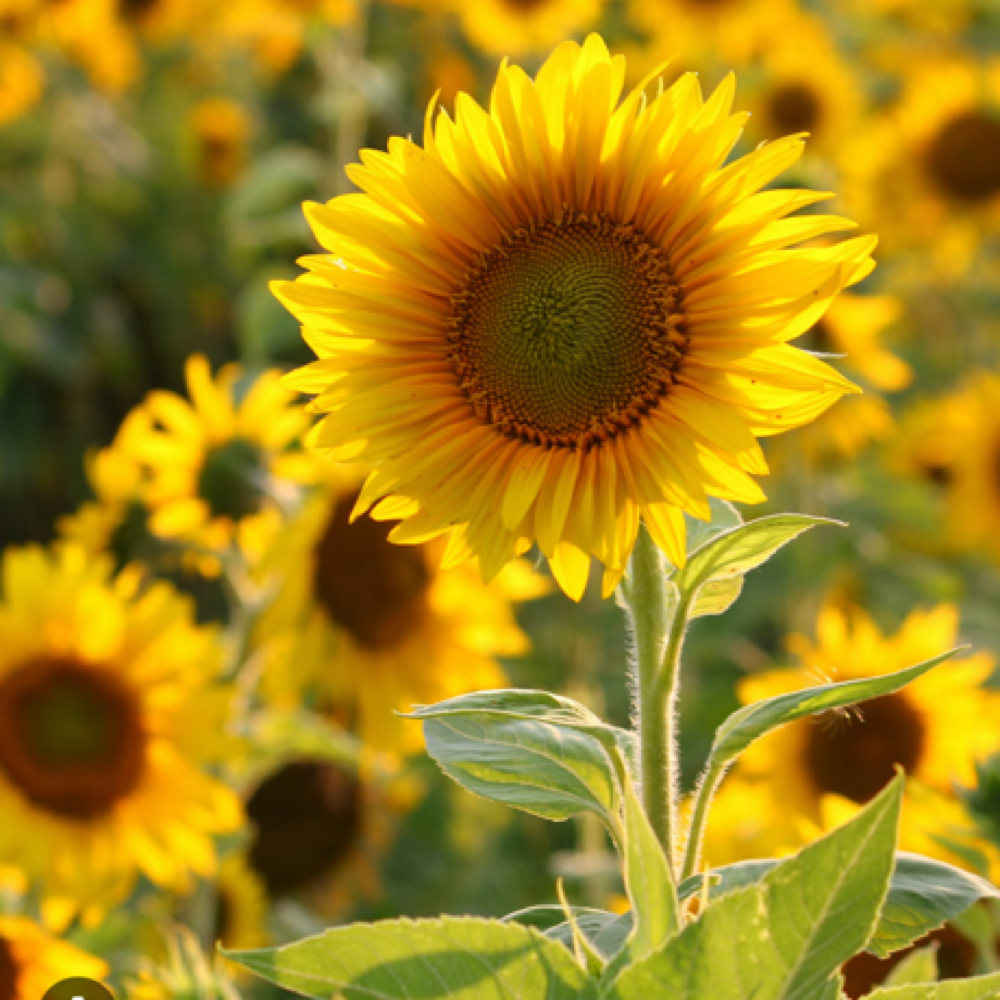 Spring Specials 🌻 at Sknnology in Charlotte, NC