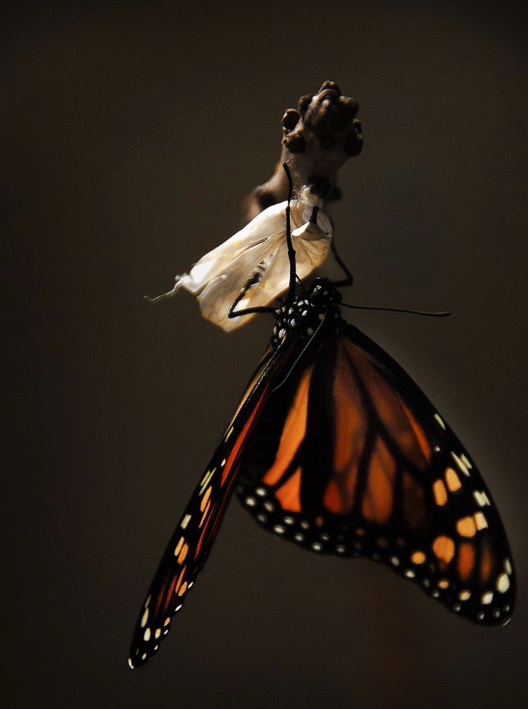 Metamorphosis