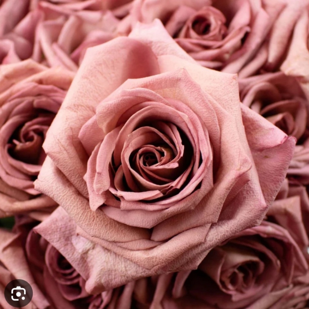 Everything's Glowing Up Roses 🌹✨ at Glow Cult Facials in North Palm Beach, FL