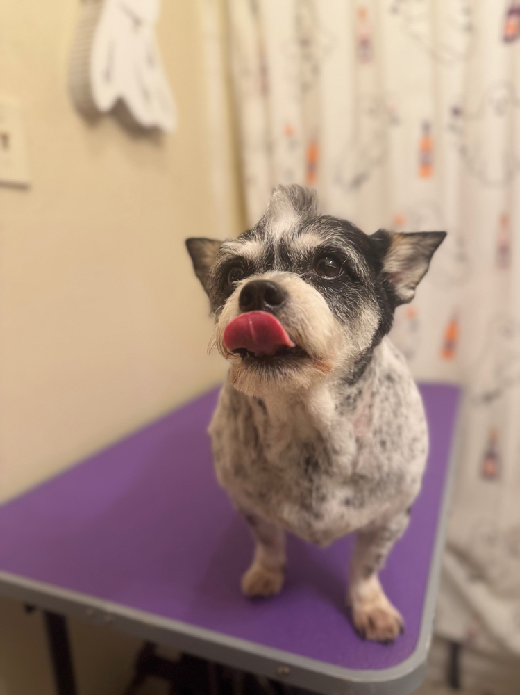 Additional Bath Pawffice Pup at The Pawffice Pups in Fort Worth, TX