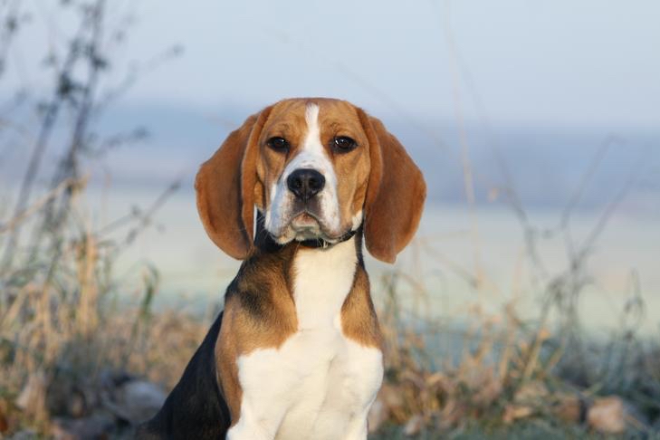 Beagle Bath