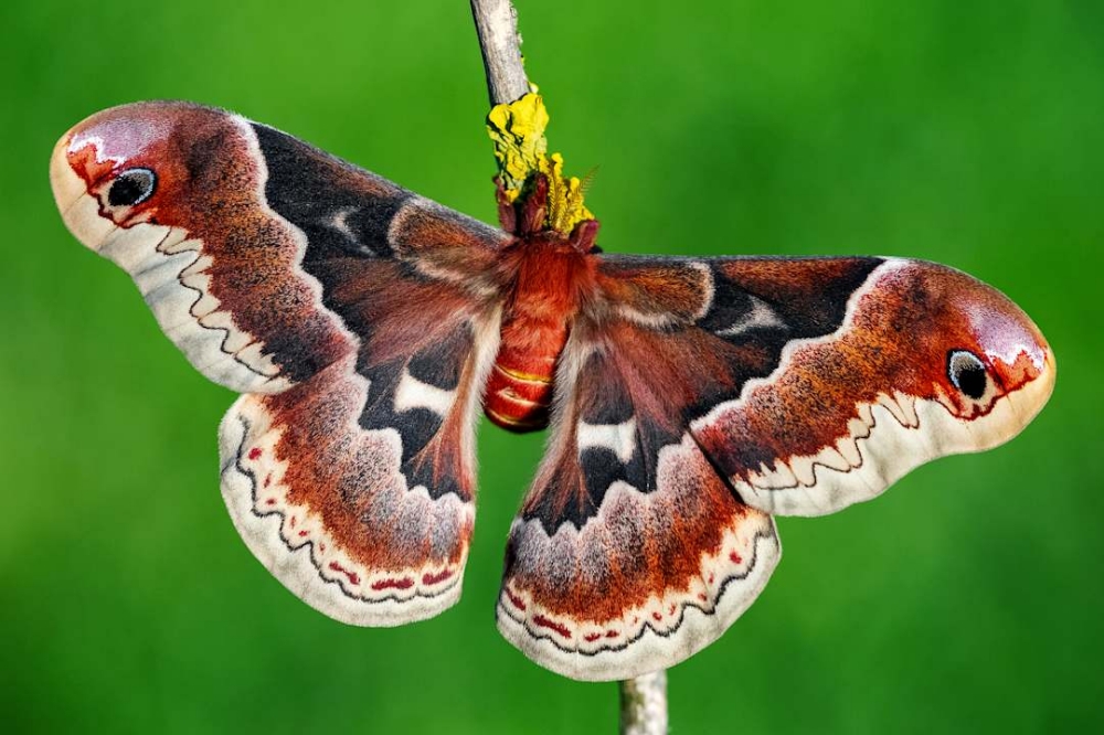 Callosamia promethea-Promethea Moth at Spectrum Ink Tattoo Studio in Mount Vernon, WA