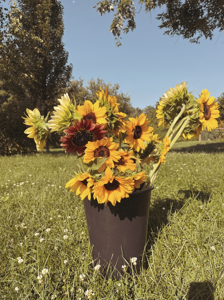 Custom Color at Jordan Eliza in Benton, ME