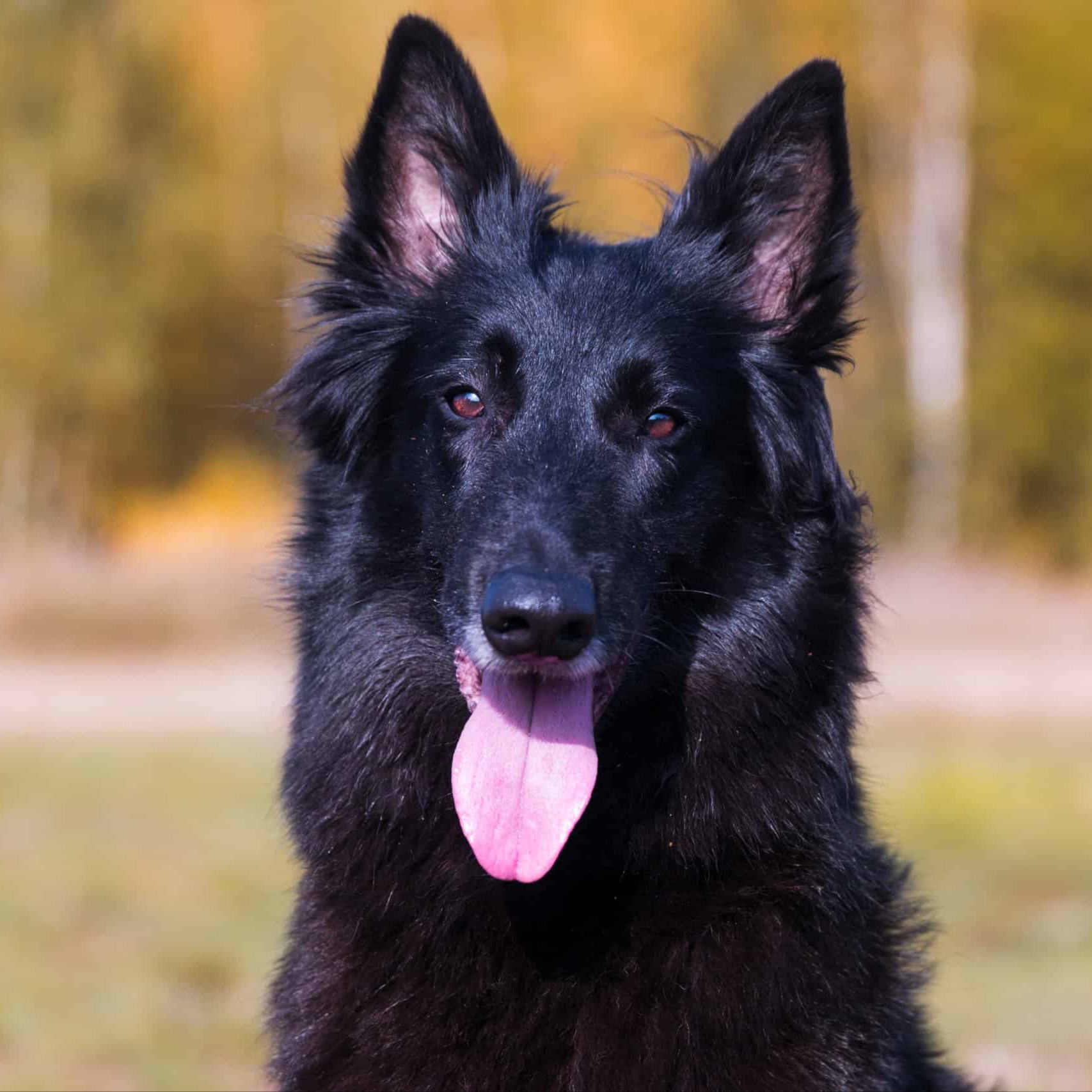 Belgian Shepherd at The Groom Room in Hope Mills, NC