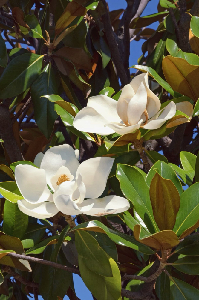 The Magnolia