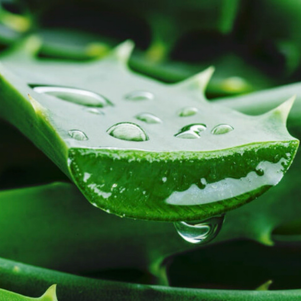 Aloe Vera Face Ritual