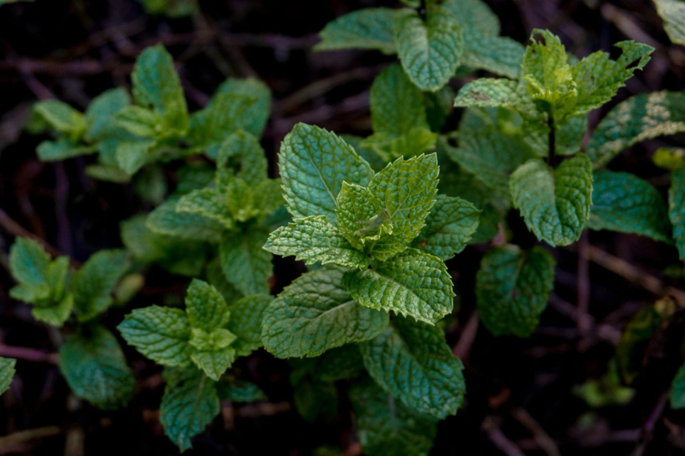 Mighty Mint Leg & Foot Treatment