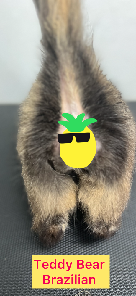 Teddy Bear Brazillian TeddyButts