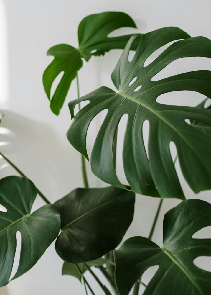 The Green Hour - 60 Minutes
